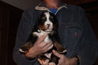 CHIOT